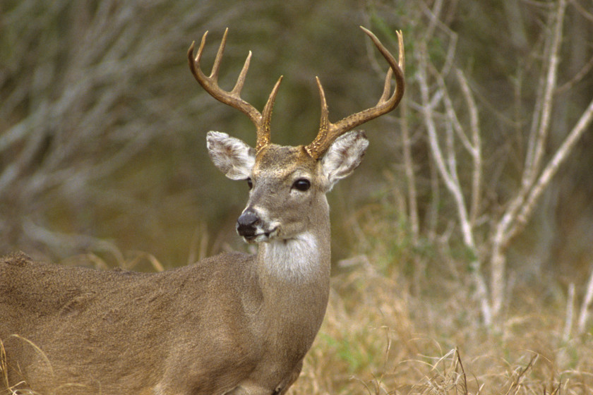 When Deer Season Ends in Texas, All the Dates You Need to Know