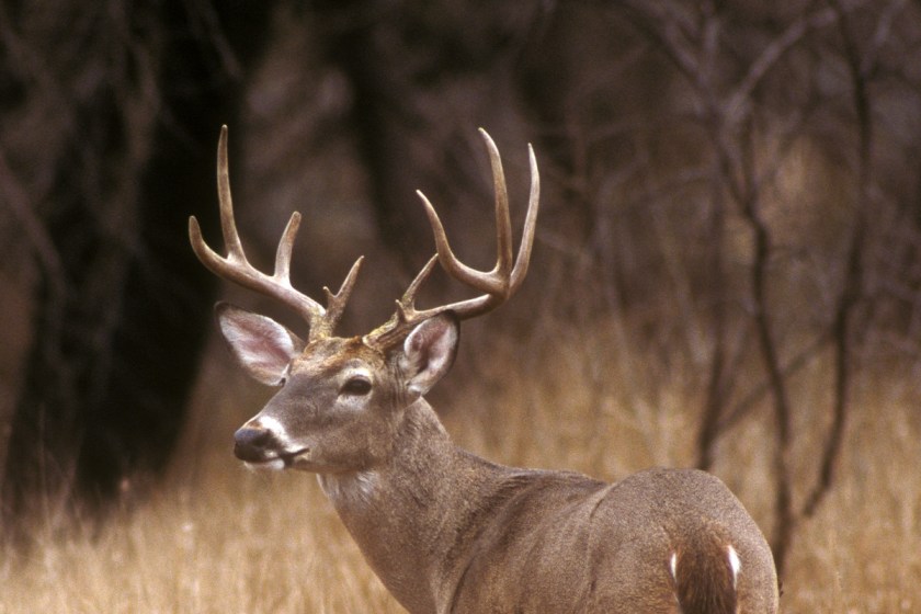 When Deer Season Ends in Texas, All the Dates You Need to Know