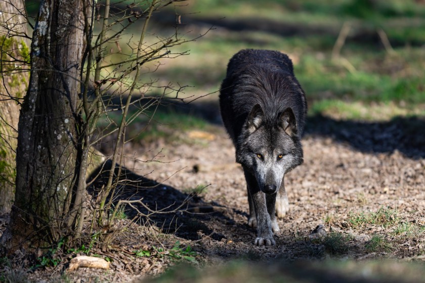 What to Do if You Encounter a Wolf In the Wild: Risk & Safety Tips