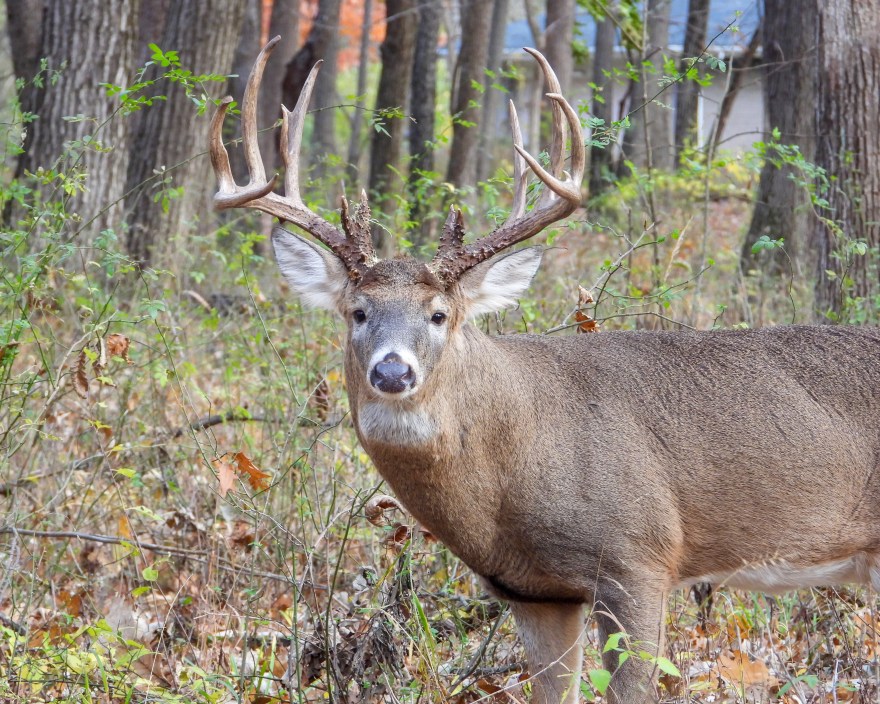 A Gruesome Neck Injury Can't Stop This Tough Whitetail Buck - Wide Open ...