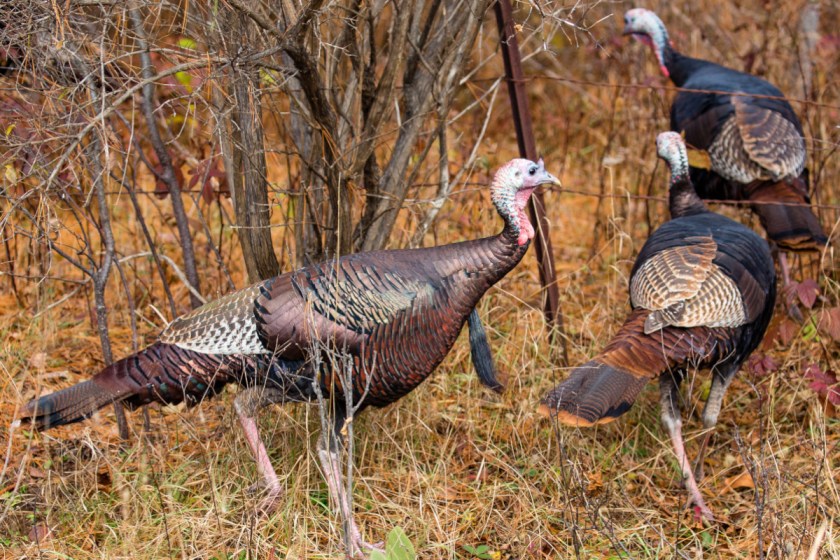 Minnesota Turkey Season Regulations and Key Dates To Know