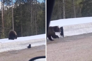 Watch as a Cheeky Bear Cub Turns a Trail Cam Into a Play Toy