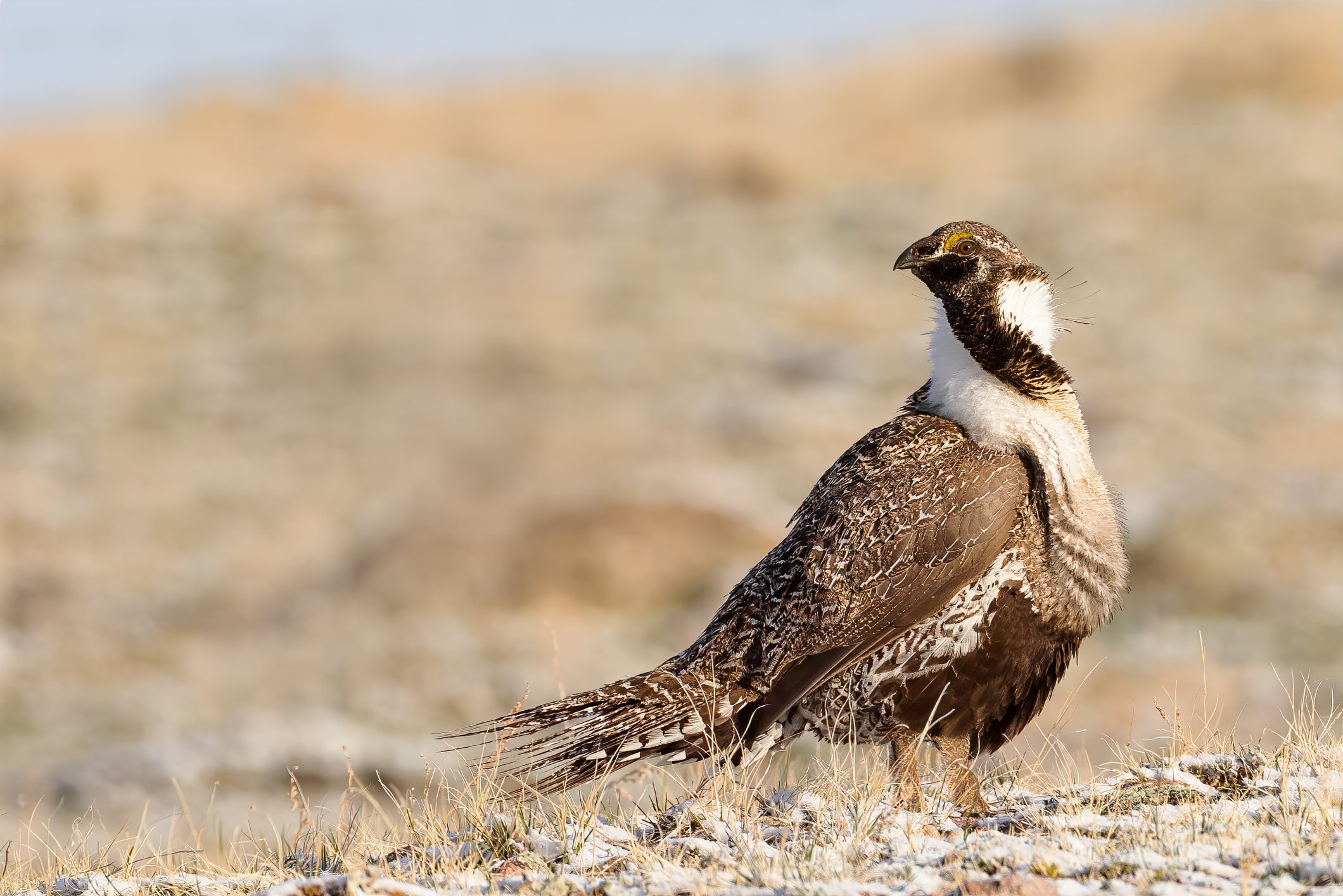 6 Best Western States For Upland Bird Hunting