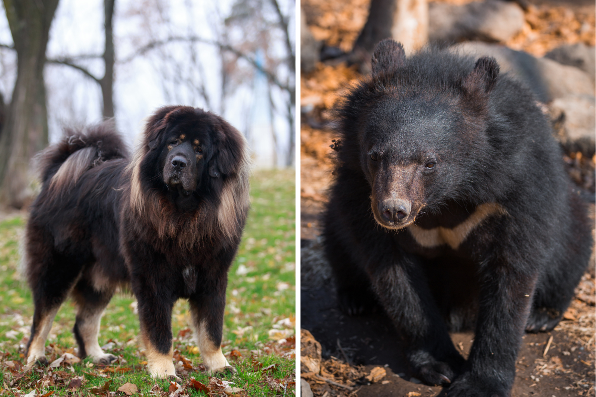 Woman Rescues a Puppy, Discovers It's a Bear Two Years Later