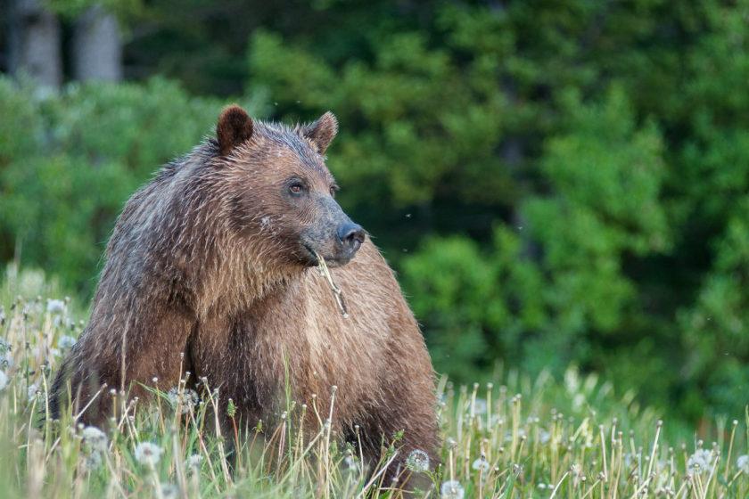 NPS Assesses Options for Washington Grizzly Repopulation