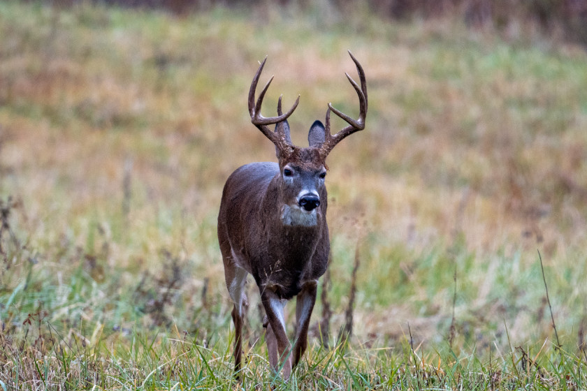 Choosing a Treestand Location: The 5 Most Important Factors