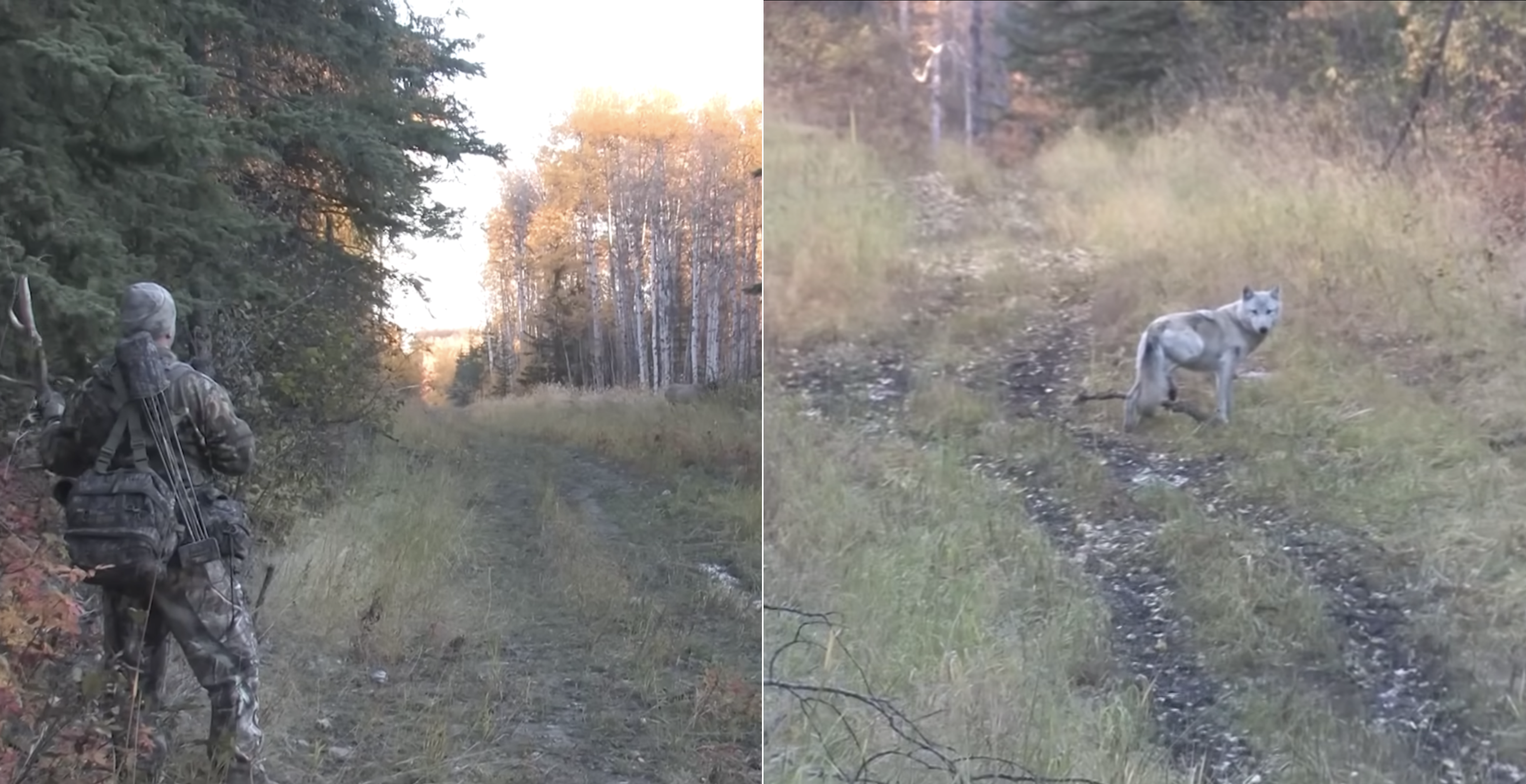 Elk Hunt Turns Into Unexpected Wolf Hunt After Pack Appears