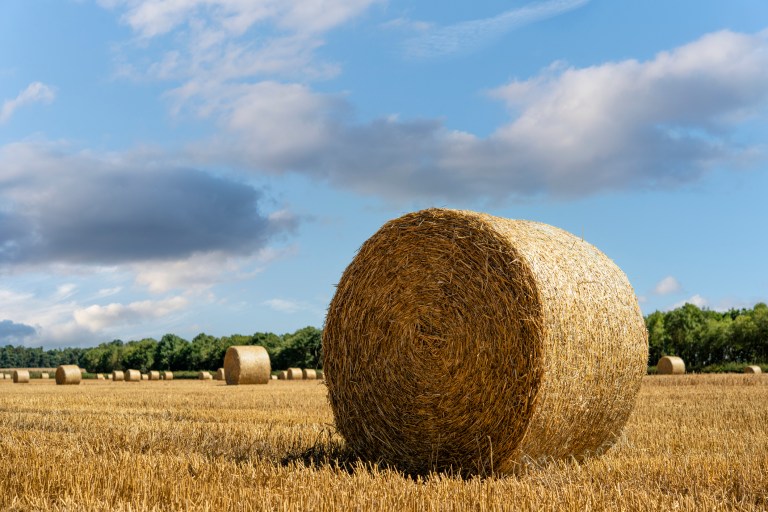 Clever Hay Bale Blind Will Fool Most Farm Deer