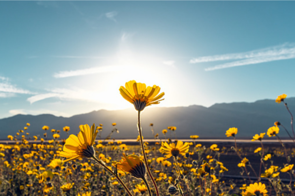 Where to See California's Magnificent Super Blooms This Spring