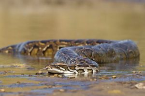 Without Natural Predators, Florida's Python Population Grows