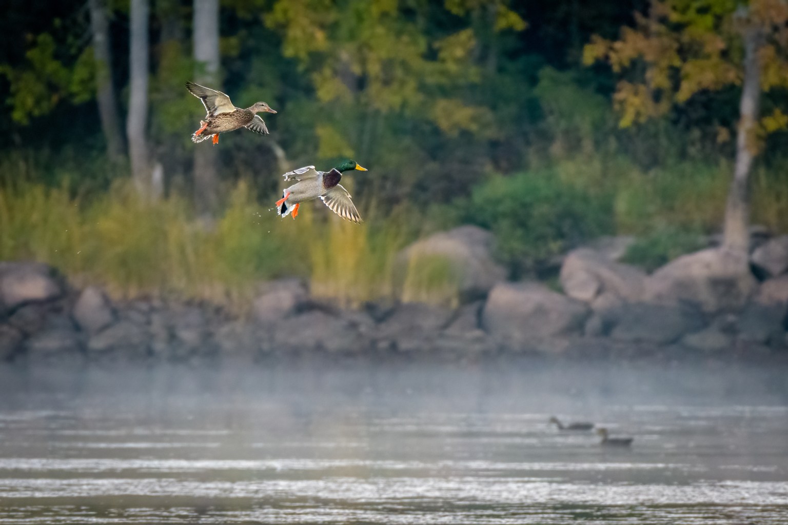 Alabama Duck Hunter Drains His Pond to Plant a Fowl Buffet — Is It