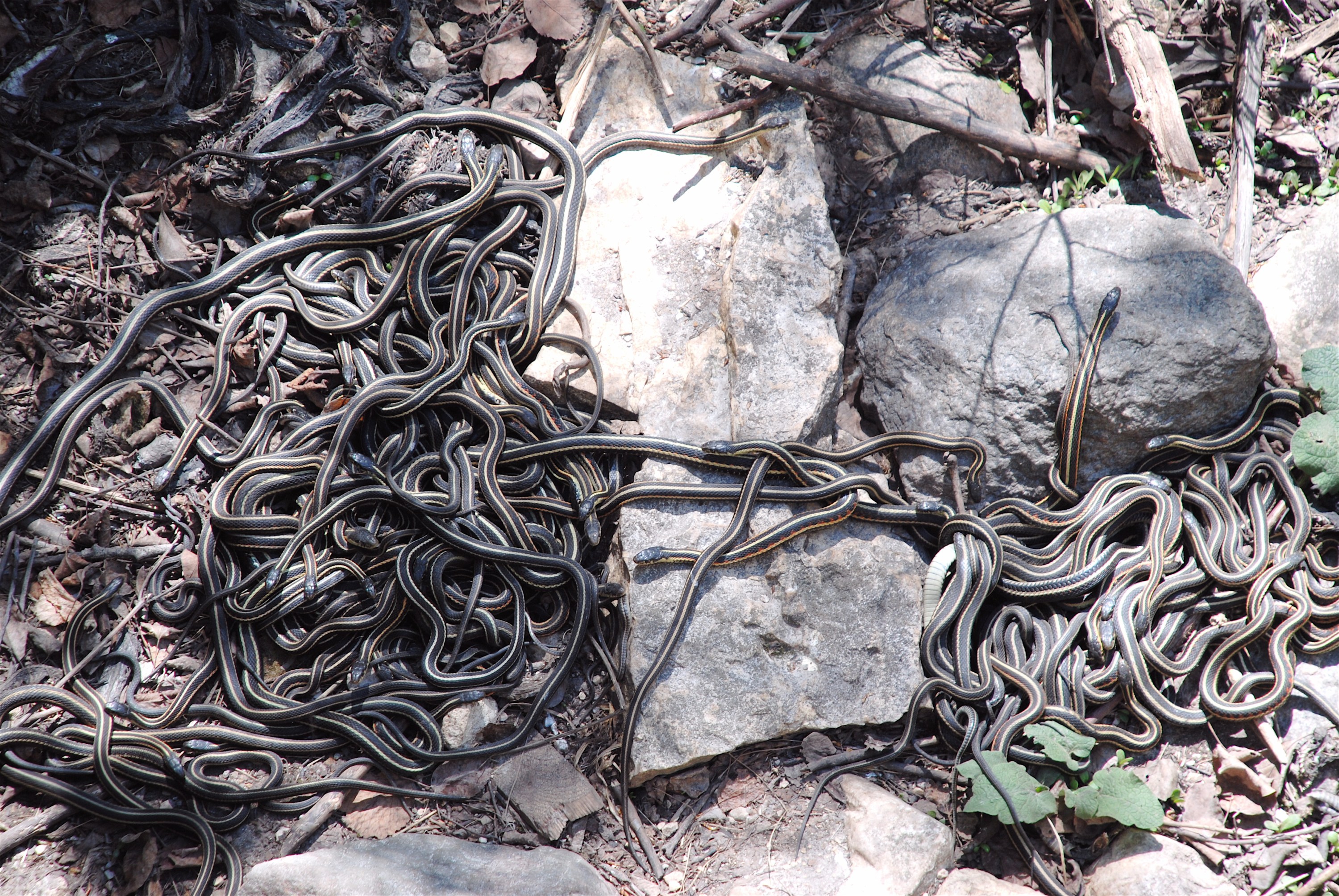 Colorado Woman Discovers Den of 30+ Snakes in Her Walls