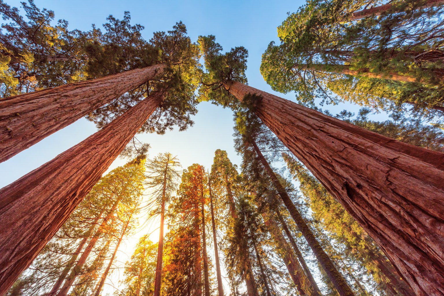 Hyperion Tree: The World's Tallest Tree Is Officially Off-Limits