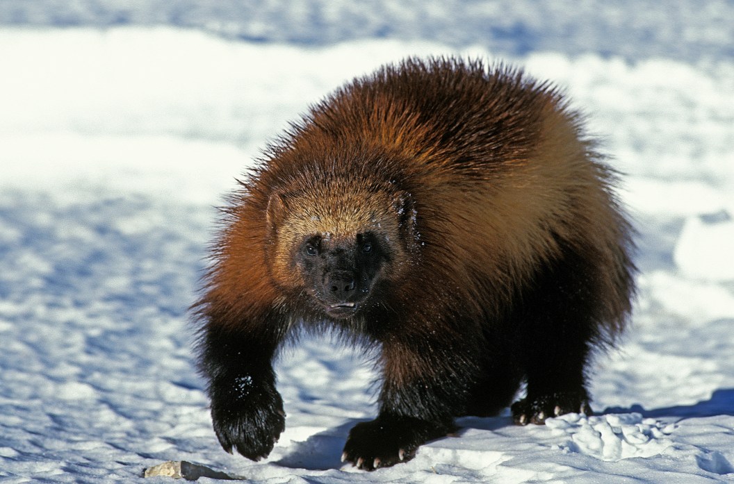 Second California Wolverine Sighting in 101 Years