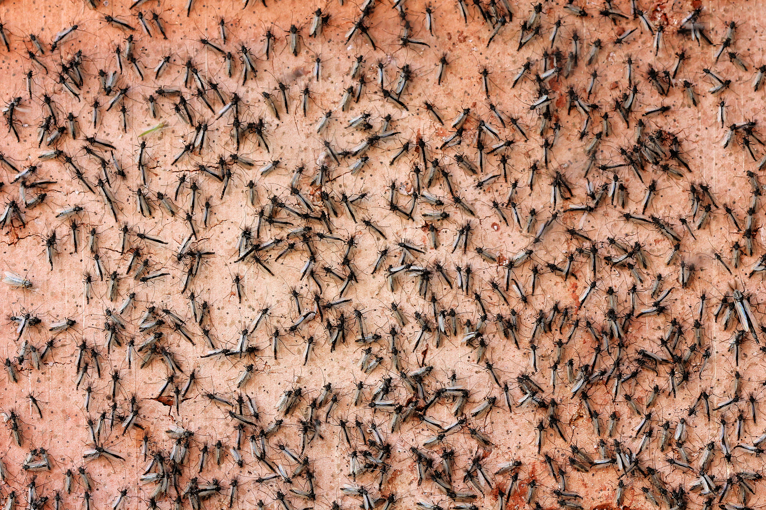 swarm of mosquitoes