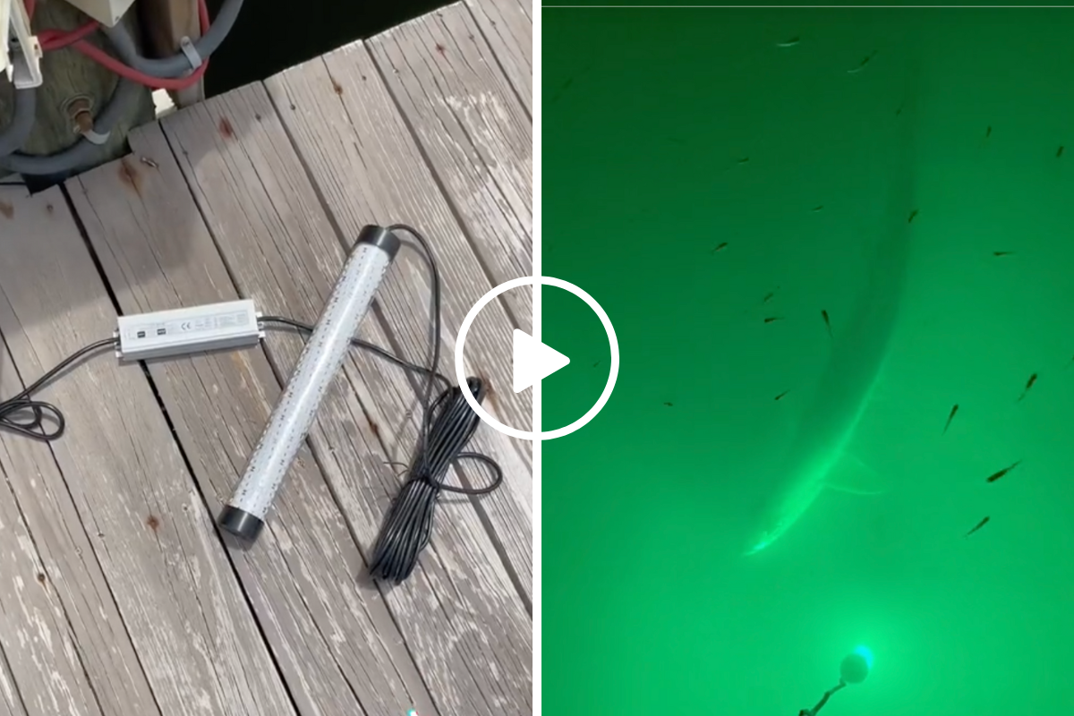 Watch An Angler Draw Tarpon to the Surface With A Green Light