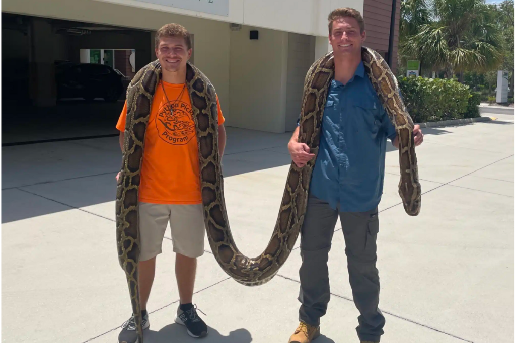 Massive Python Captured in Florida is 15 Feet Long and Weighs 144 ...