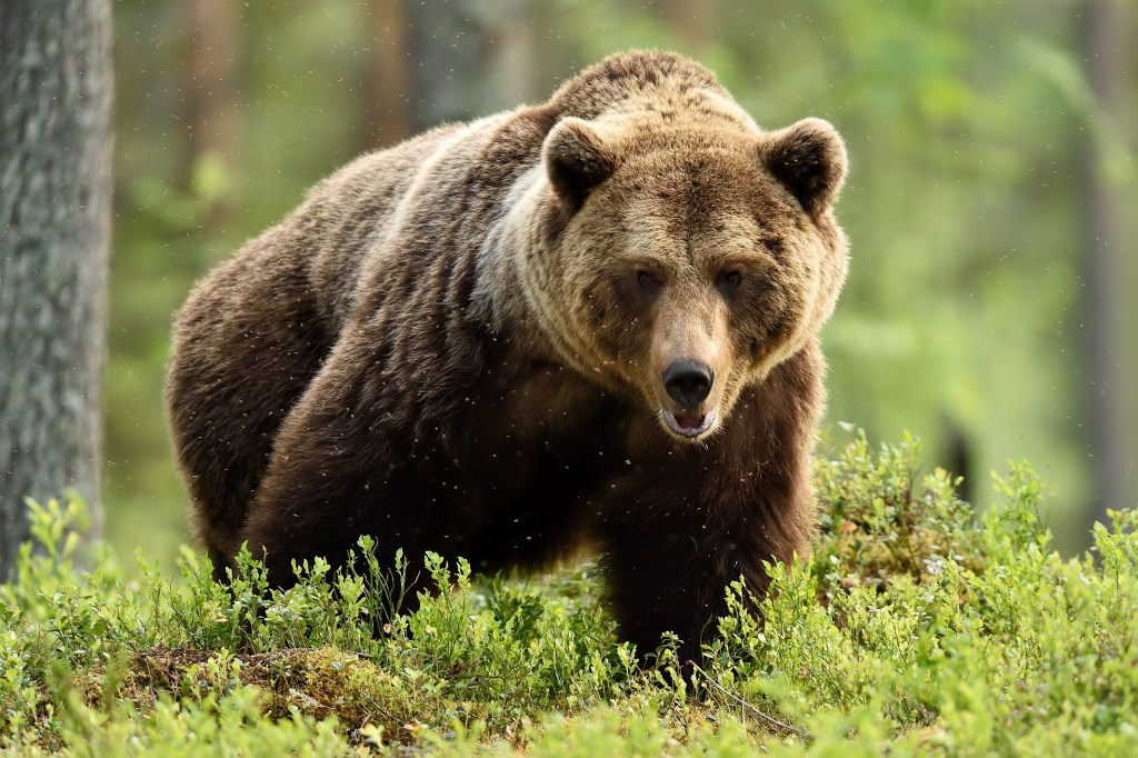 Teen Punches Brown Bear to Save His Father During an Attack