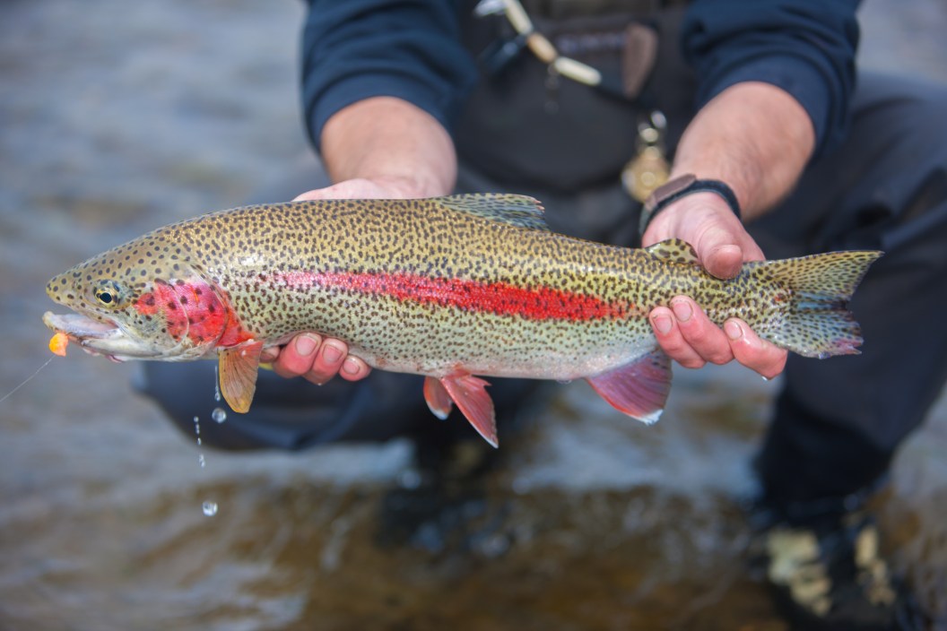 Steelhead vs. Salmon: Which Fish Is Better?