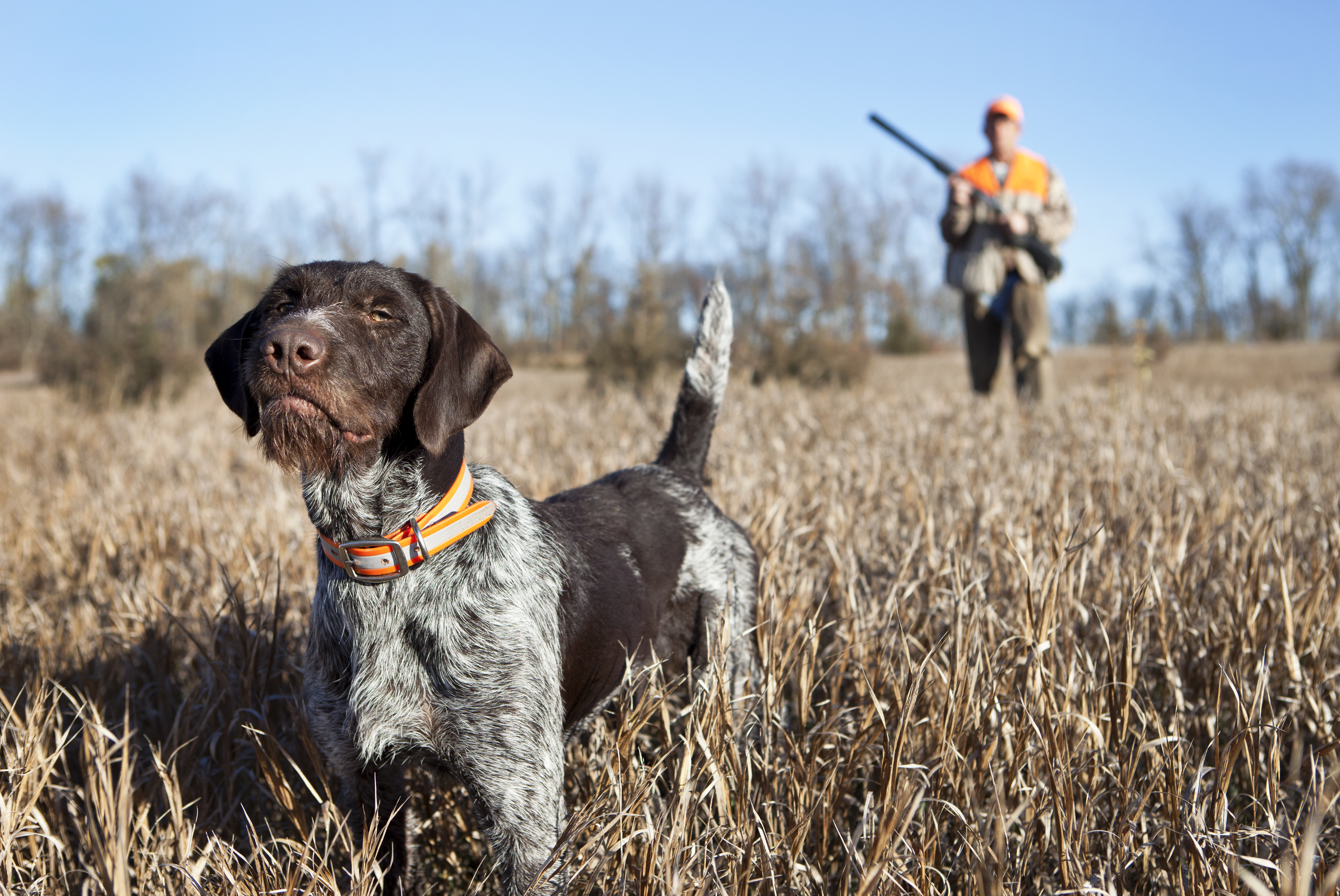 Best versatile hot sale hunting dog