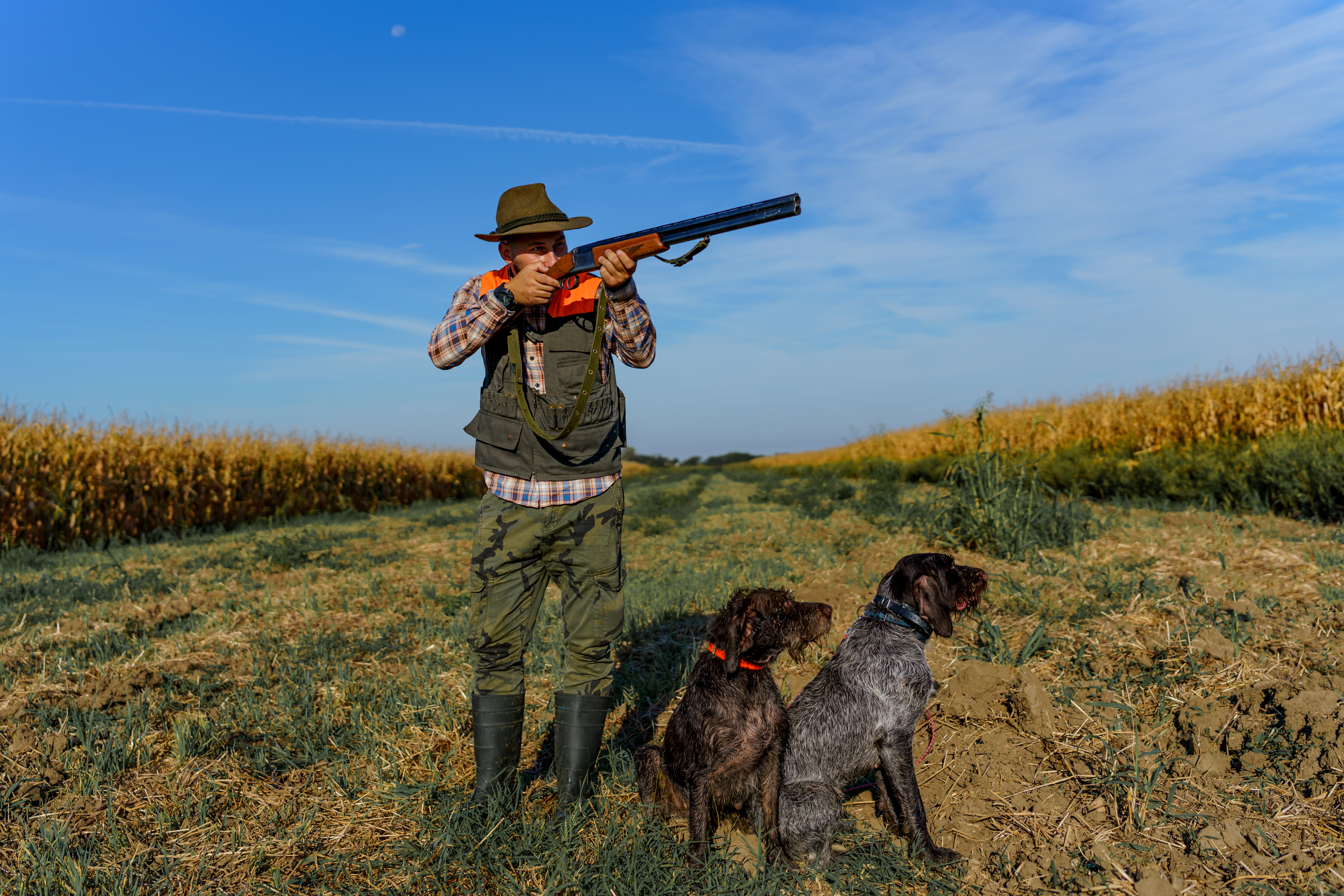 Best dual purpose hunting clearance dog