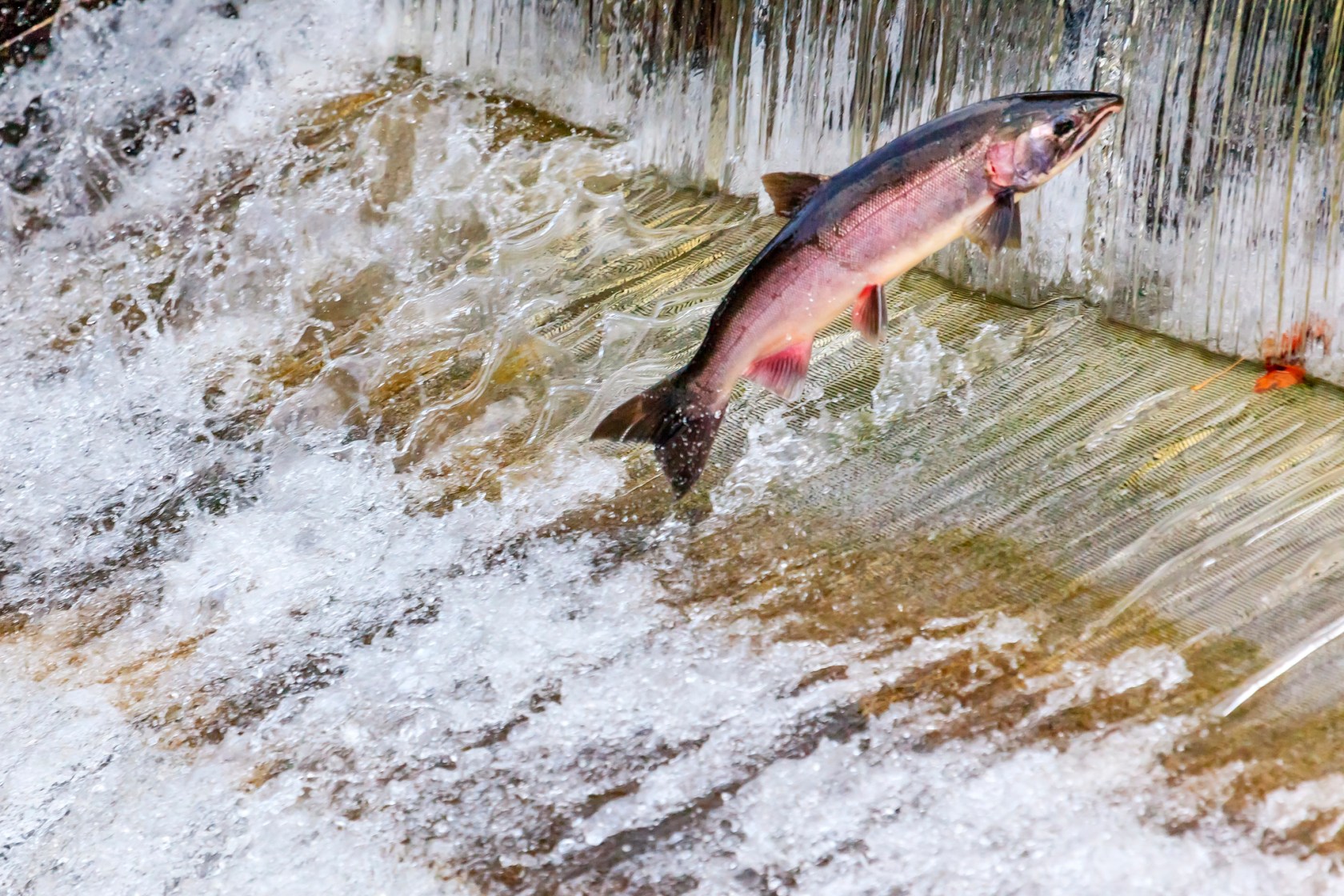 Steelhead vs. Salmon: Which Fish Is Better?