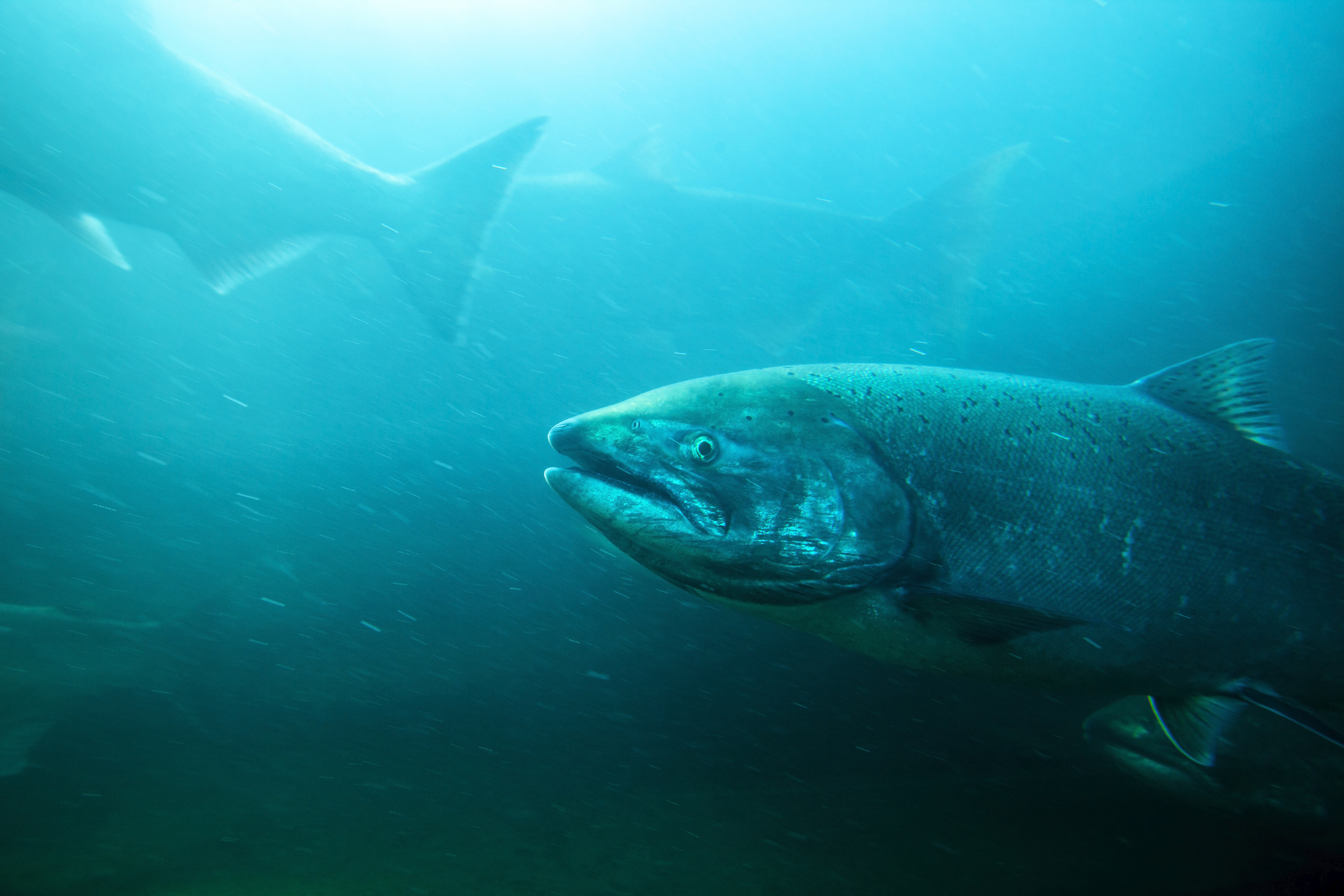 Steelhead vs. Salmon: Which Fish Is Better?