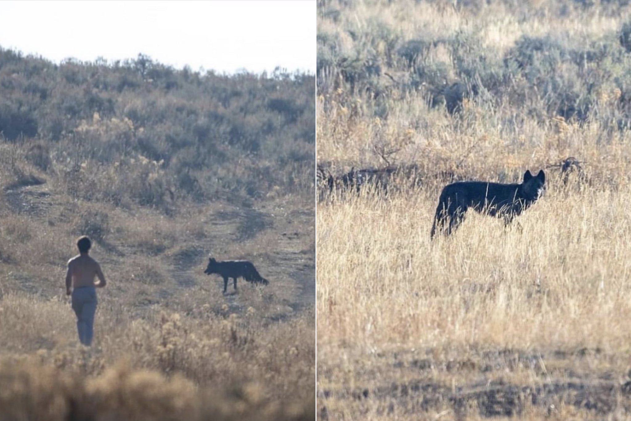 Grizzly Bear Chasing Horses: Video Shows Wild Horses Fleeing Predator