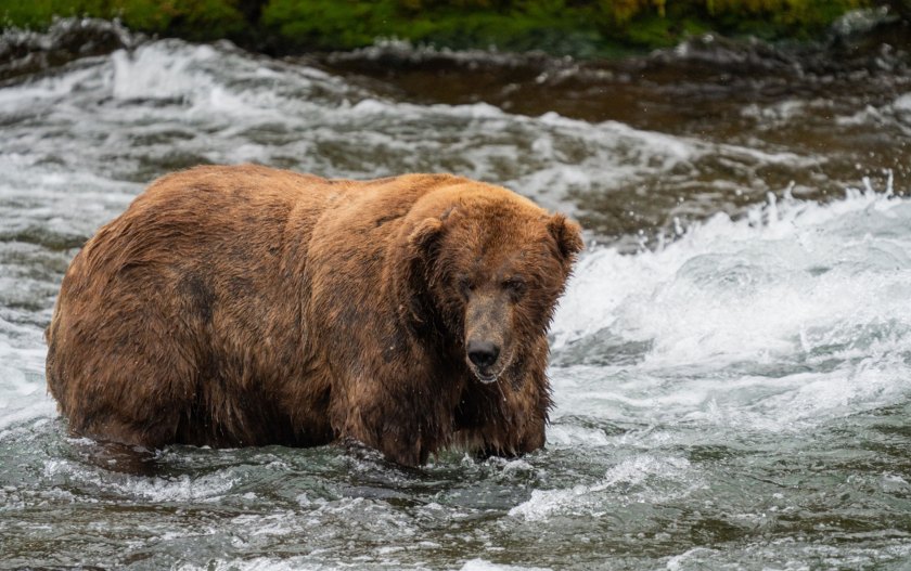 Fat Bear Week 2023: Bears at Katmai National Park, How to Vote