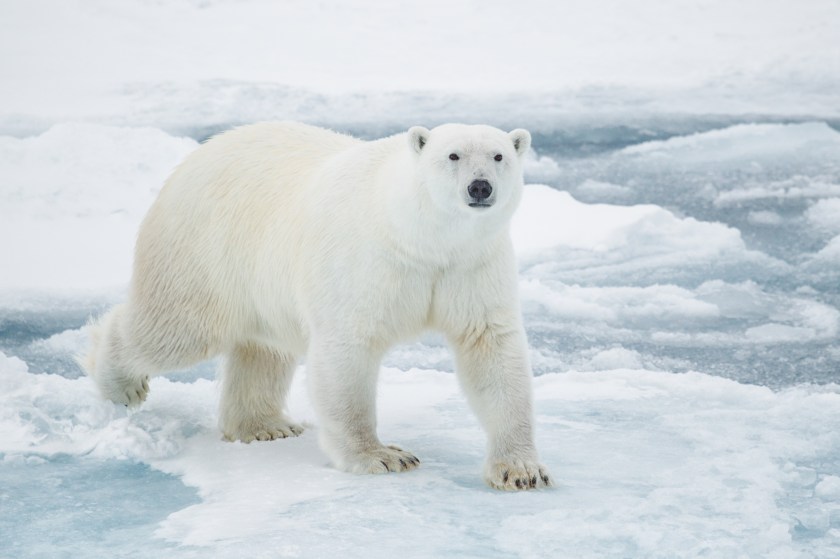 Biggest Bears in the World: All About Polar, Grizzly & Black Bears