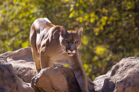 Mountain Lion Attacks on Dogs: Will Your Dog Survive?