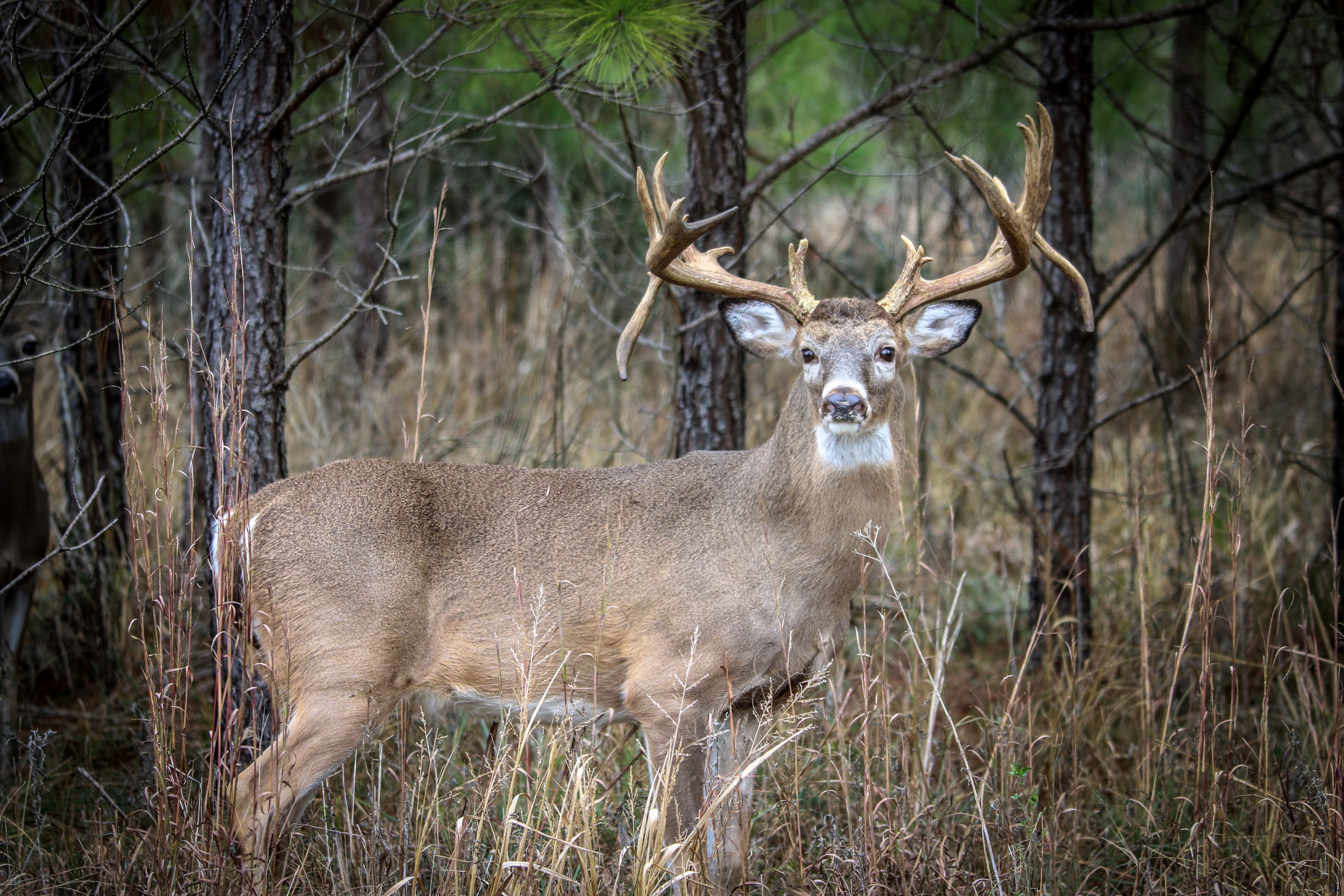 What Causes atypical or Non-Typical Antler Growth in Elk and