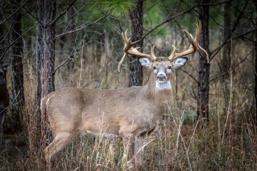 The Biggest World-record Whitetail Deers In History