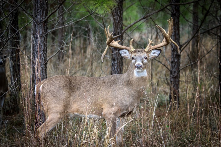 The Biggest Typical Whitetail Bucks Ever Entered into the Record Books ...