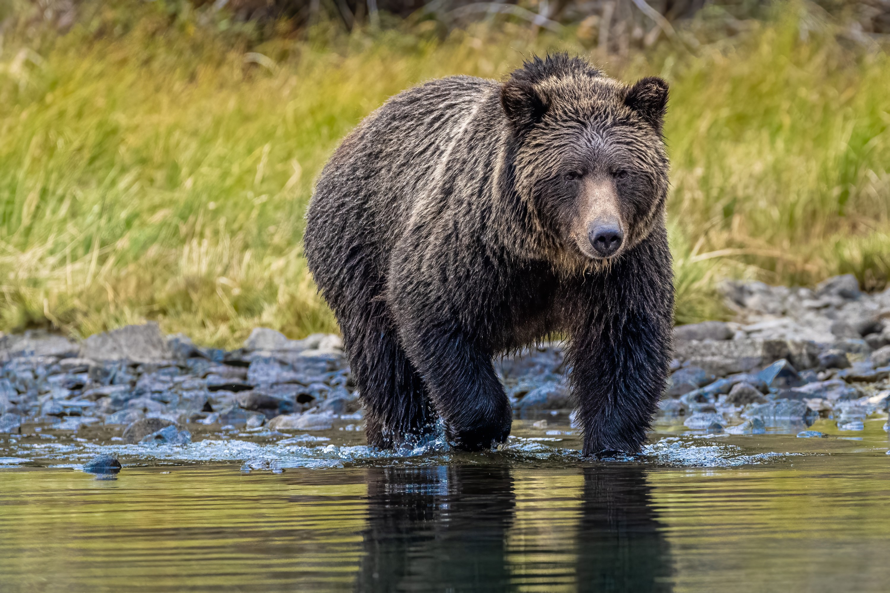 Autopsy Reveals Meth, Not Bear, Killed Man in Great Smoky Mountains ...