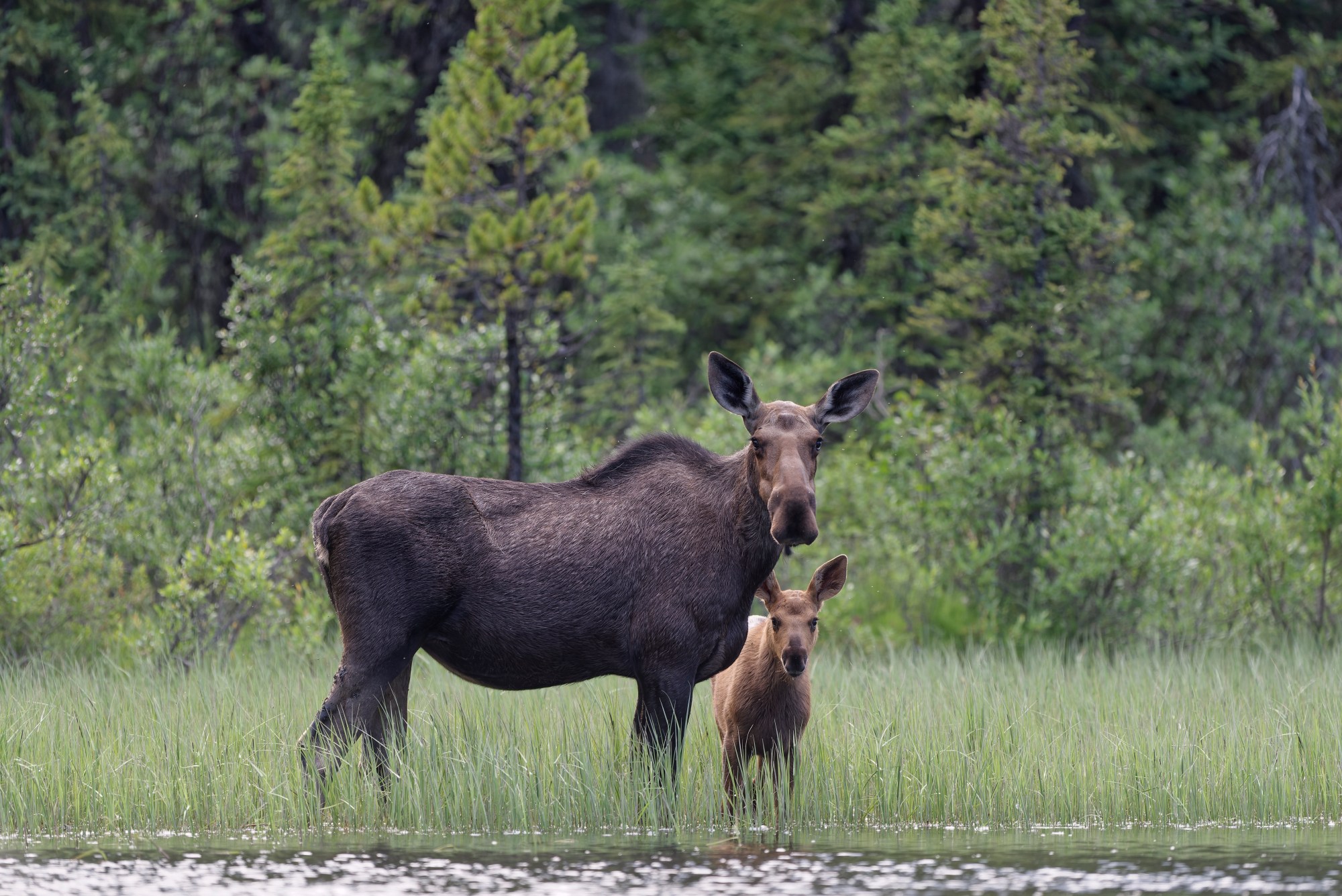 Are Moose Dangerous? What to Know to Avoid a Close Encounter