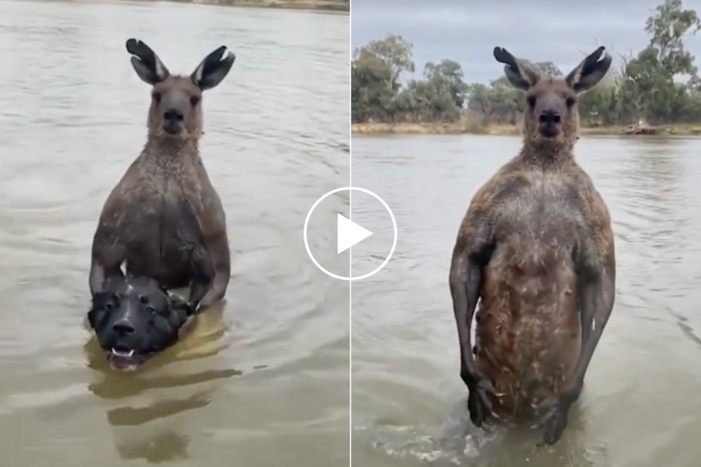 Man Punches a Kangaroo in the Face to Rescue His Dog - Wide Open Spaces