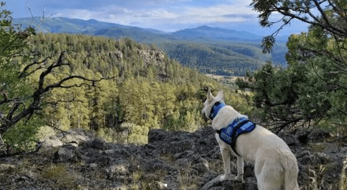 Loyal Dog Stayed With Deceased Owner for 72 Days in the Woods