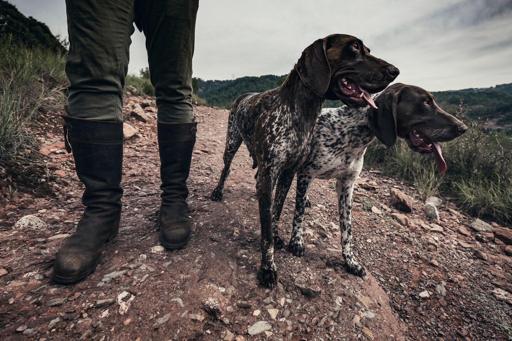 Wolf hunting with dogs породы. Фотосессия с охотничьей собакой. Фото охотника с курцхааром. Курцхаар обои на ПК. Rich Dog Hunter.