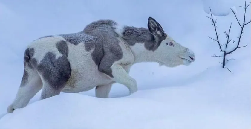 Piebald Moose Spotted In Norway