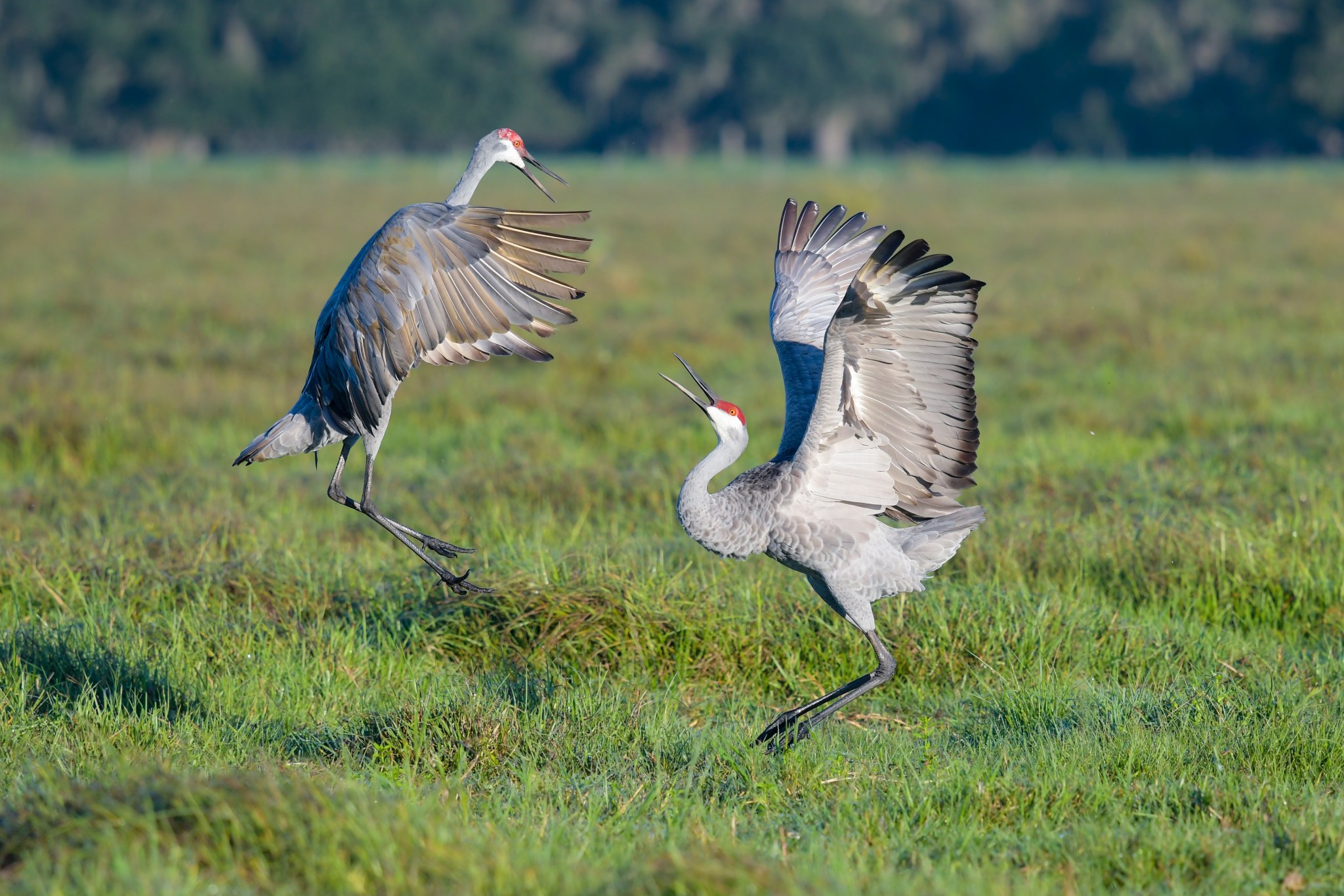 How to See Sandhill Cranes at Sandhill Crane Festivals