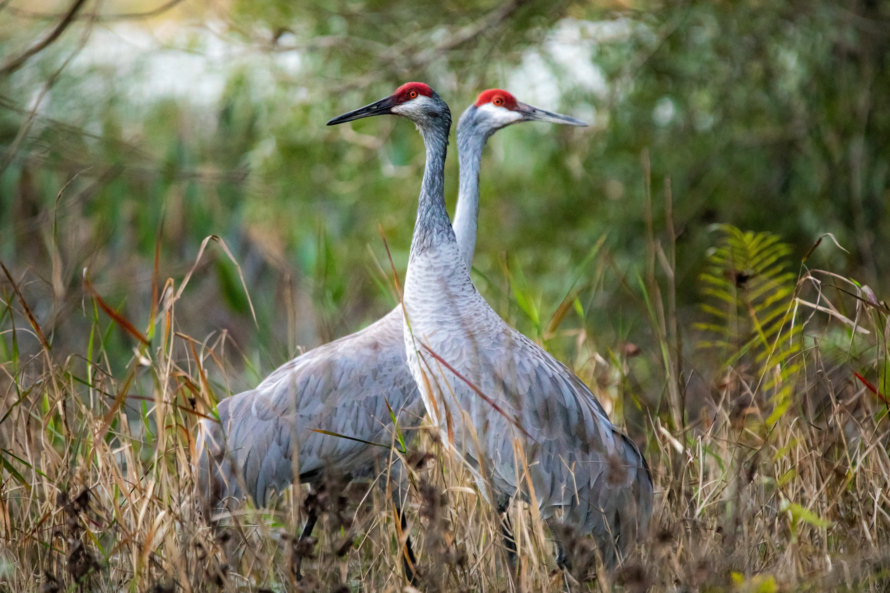 How to See Sandhill Cranes at Sandhill Crane Festivals