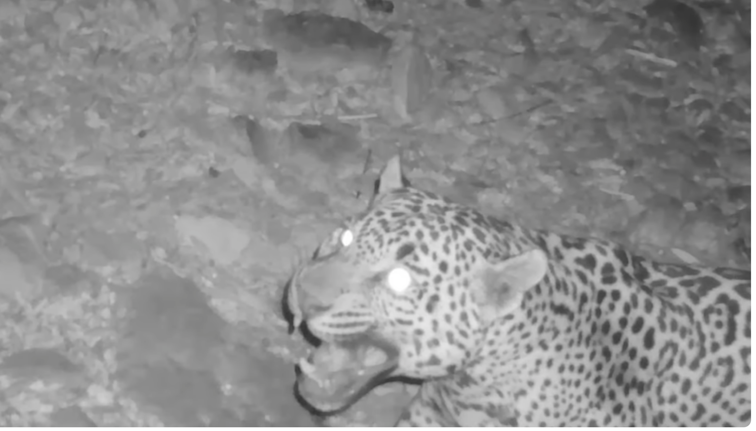 Watch: Trail Cam Spots a Jaguar In the Arizona Mountains - Wide Open Spaces