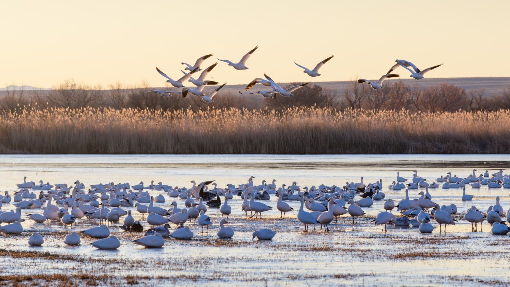 Deadly Avian Flu Outbreak Spreads to Multiple Continents