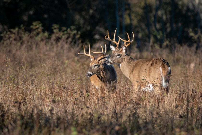 Poachers Killed 26 Deer With 22 Rifle Pa Officials