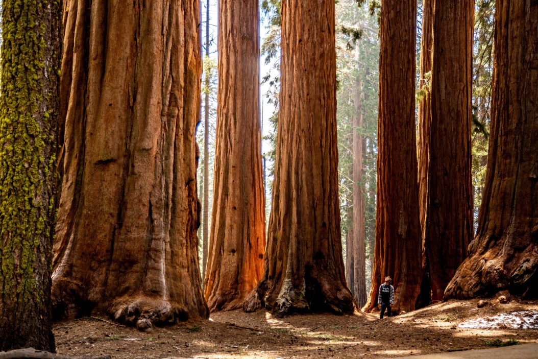 Lawsuit Filed Against Logging in Giant Sequoia National Monument