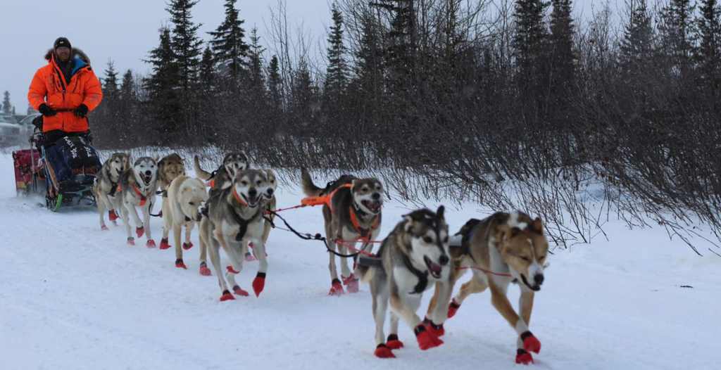 Two Iditarod Sled Dogs Collapse and Die Outside Checkpoints