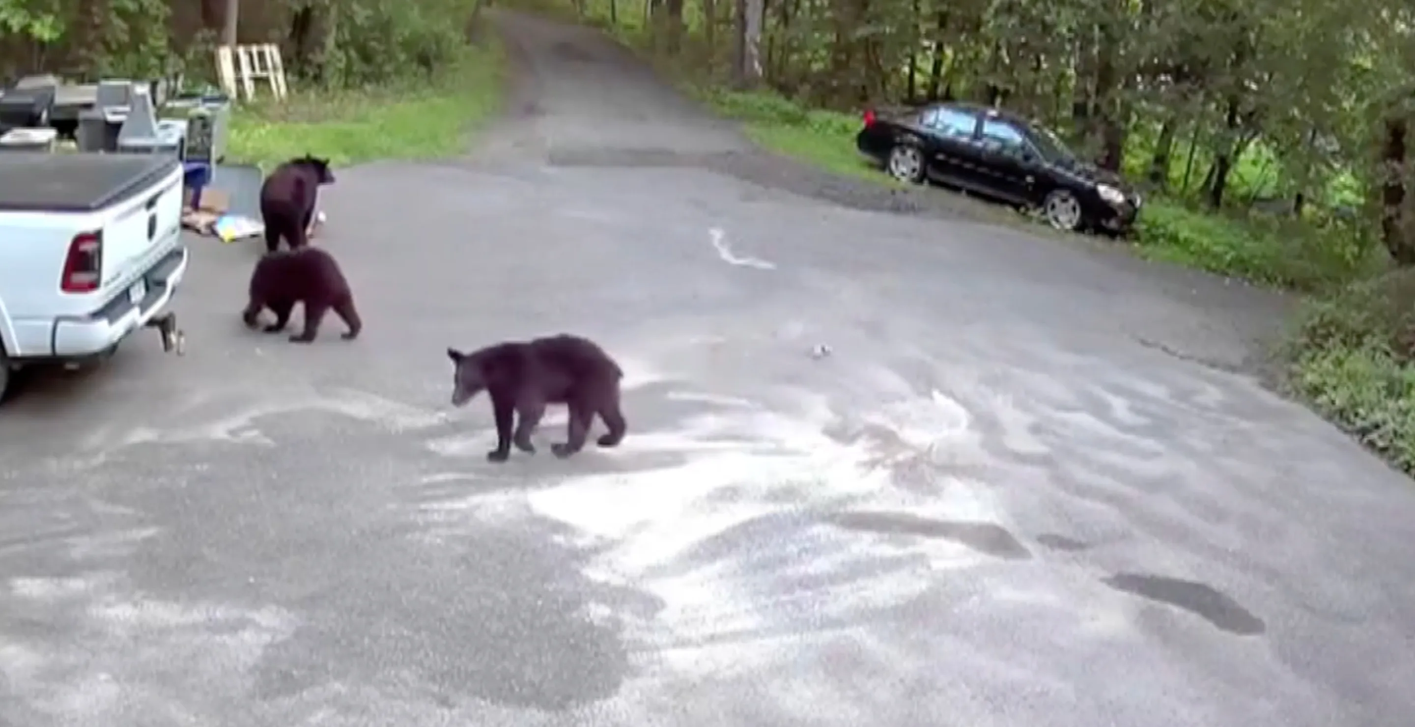 Dog Owner Opens Up About Scary Moment Bear Chased Down Her Pet