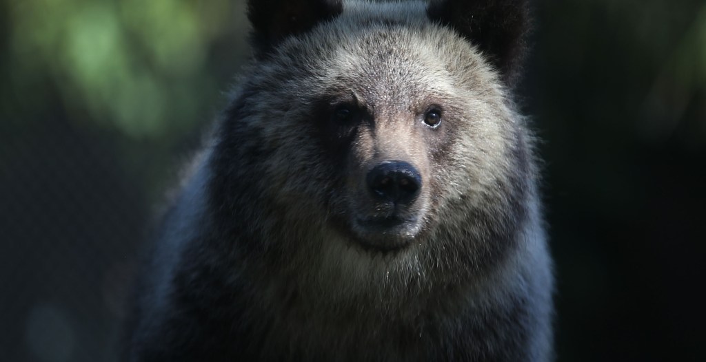 Hunter Fights And Kills An Attacking Full Grown Grizzly Bear In ...