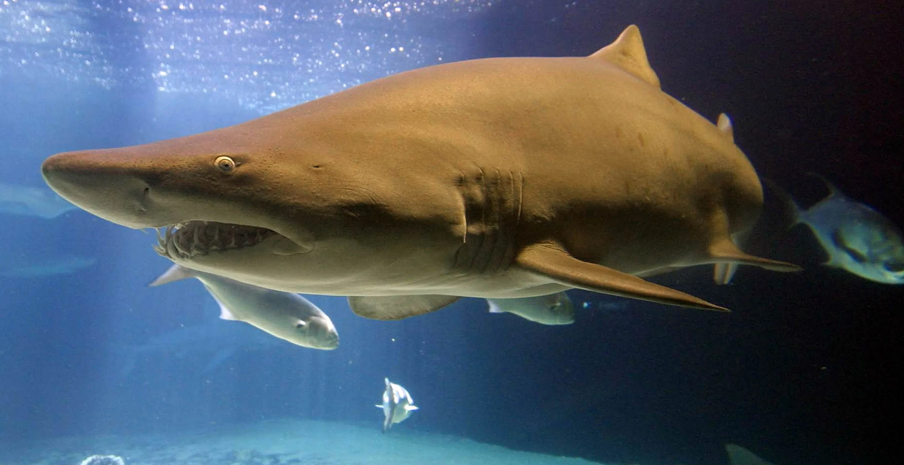 This U.S. State Is The Shark Attack Capital Of The World